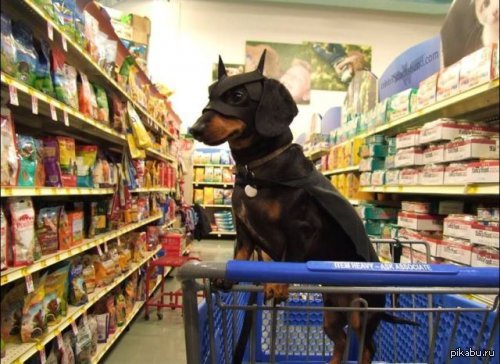 Можно с собаками в продуктовый магазин. Собака в зоомагазине. Прикольные животные зоомагазина. Смешная собака в магазине. Собака в супермаркете.