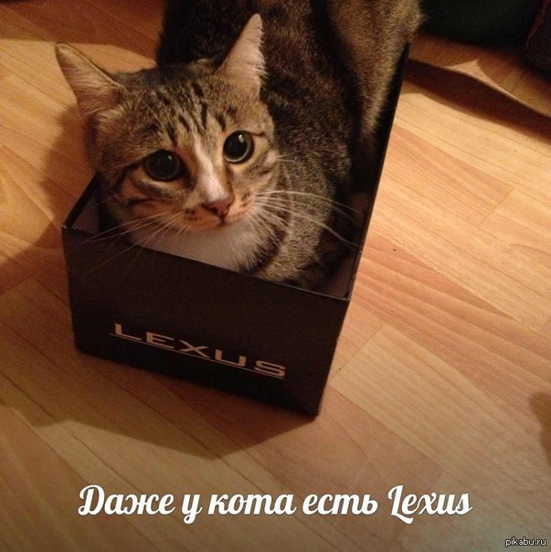 sadness :S - cat, Lexus, Dream