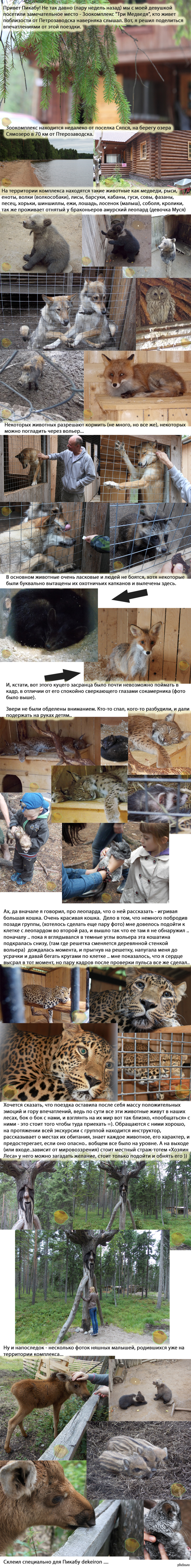 "Три Медведя"