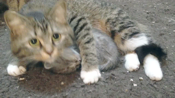 ����, ��� ����� �����)