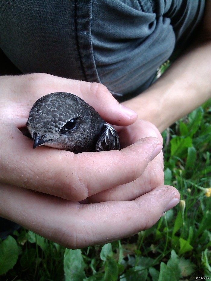 Пикабу, помогите! нашли птенчика. Вроде ласточка, а вроде нет. Ещё фотки внутри