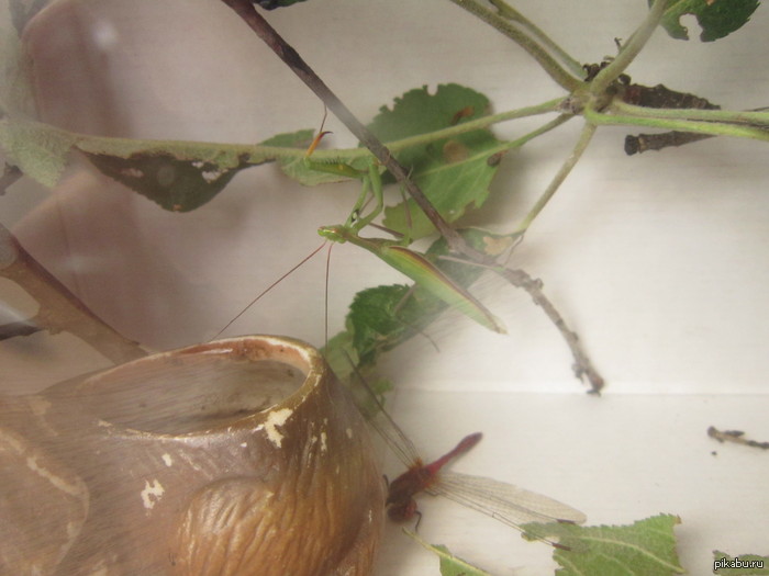 Богомол/иха обыкновенный/ая Живу в г. Пинске (Беларусь). Вчера обнаружил няшку на жалюзи. Приютил. Происхождение неизвестно. Характер нежный, ласковый. Внизу лежит загрызенная стрекоза.