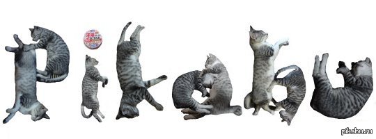 Pikabu из котиков