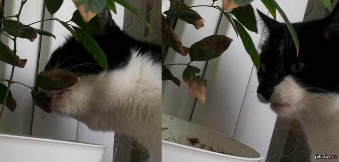 ��� ���� ��������� �� ��������