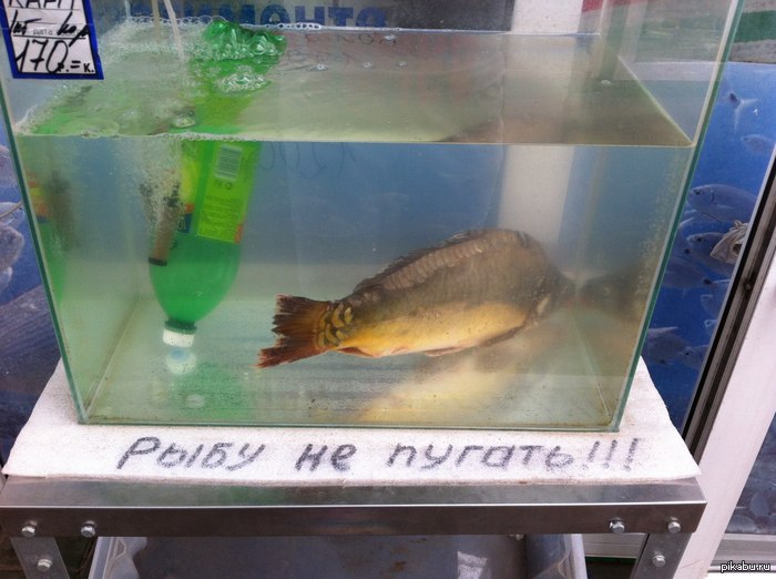 ���������� ����