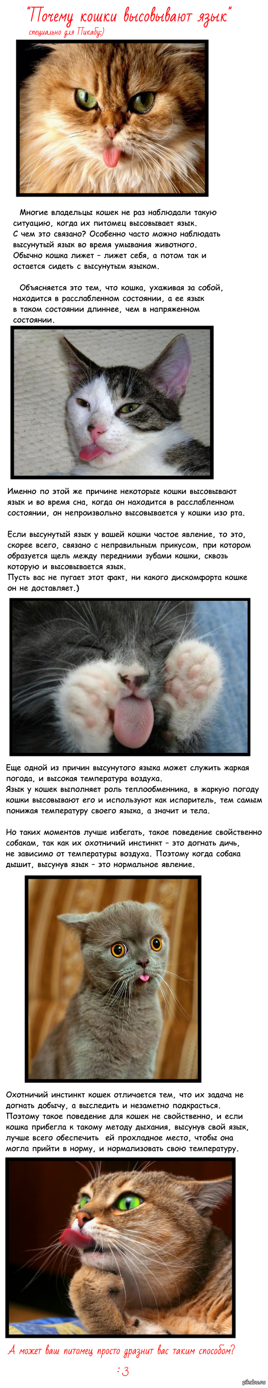 Почему кошки высовывают язык :3 | Пикабу