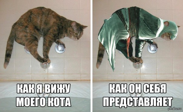 Очередной,про кота))) - NSFW, Кот, Животные