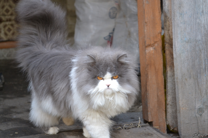 An analogue of Grumpy cat from the Altai Territory - My, cat, Grumpy cat