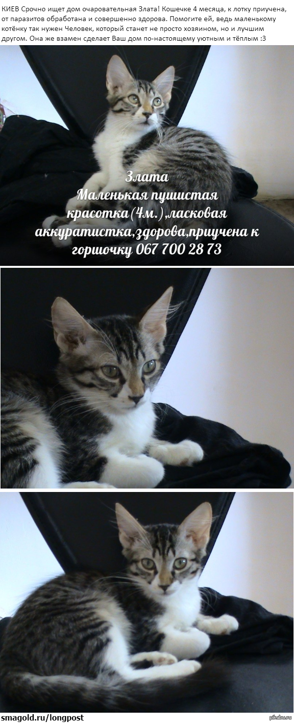 Киев, помогите найти кошечке дом :3 | Пикабу