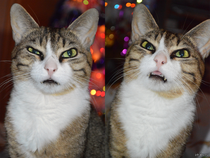 ��� ������� �����))