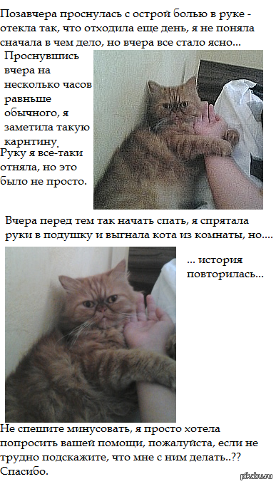 Кошачьи радости...