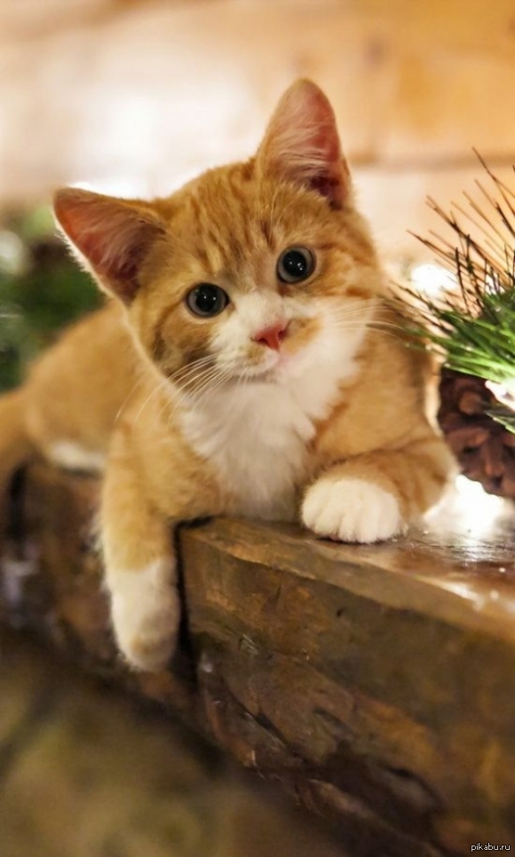 Котятка | Пикабу