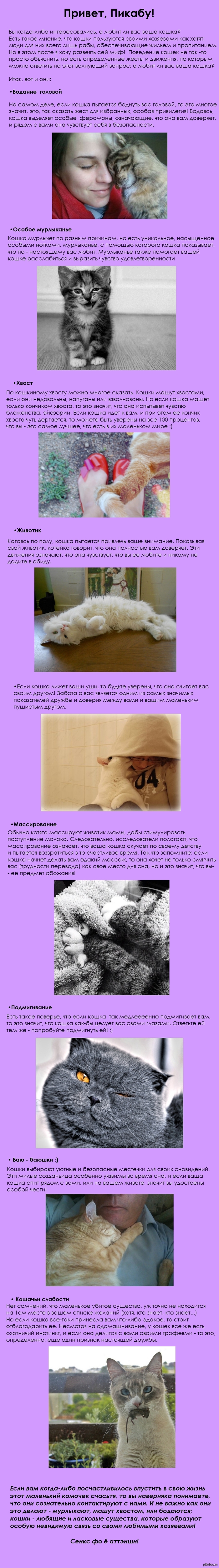 А любит ли вас ваша кошка?