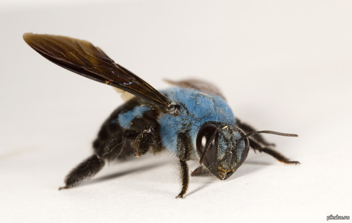  . The Blue Carpenter Bee  -  !