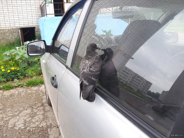 странный голубь)