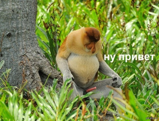 ����������-����������