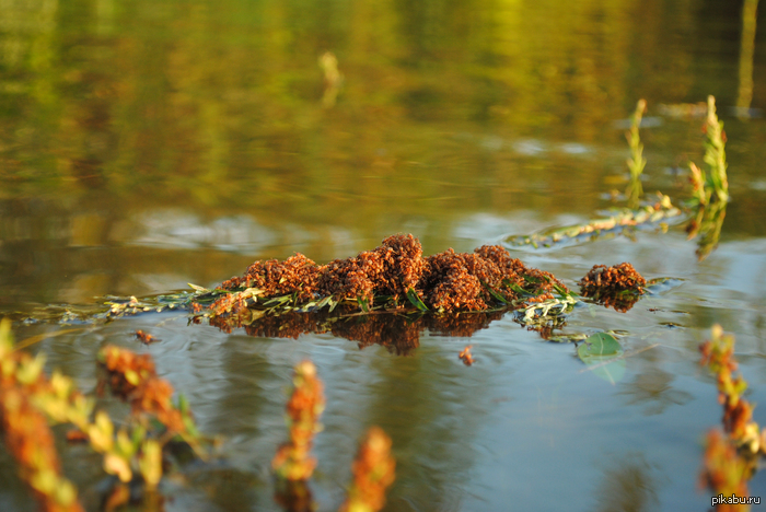 ���������� ���.