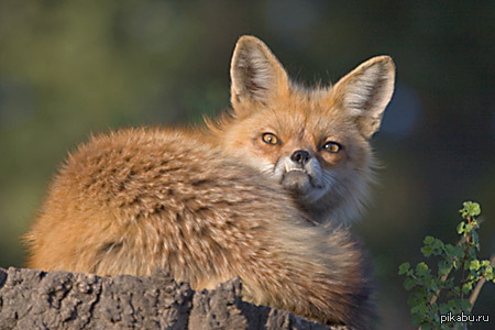 Grumpy fox 