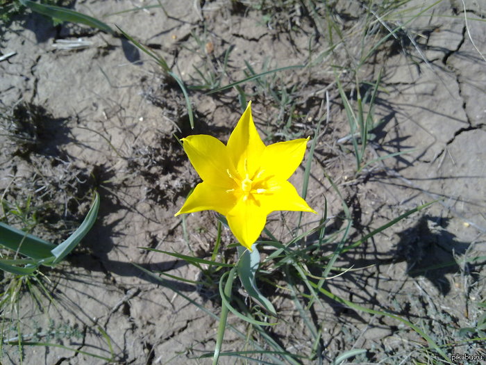 Степной тюльпан | Пикабу