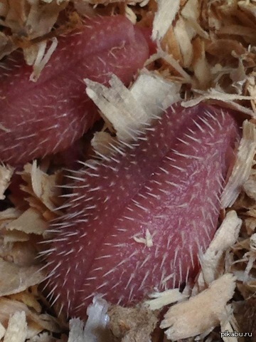 ��������, ��� ���?