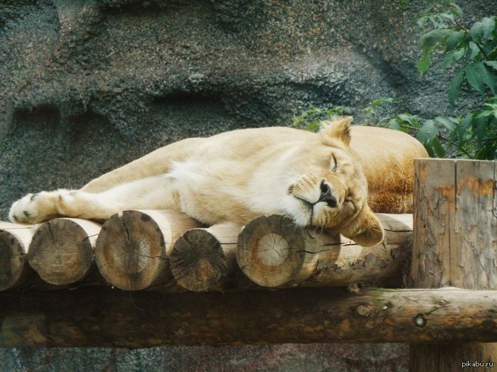 � ��������.