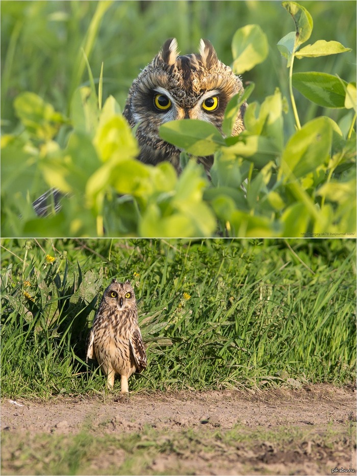 Дорожный патруль :))