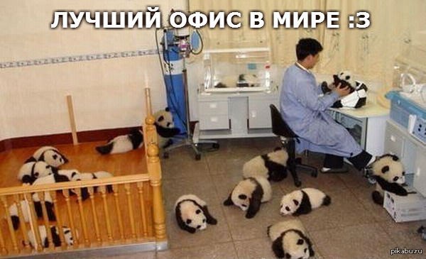 All such work :3 - Pandas, Milota