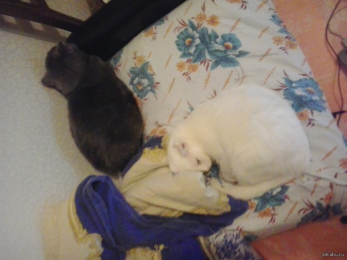 �������� 80 ���