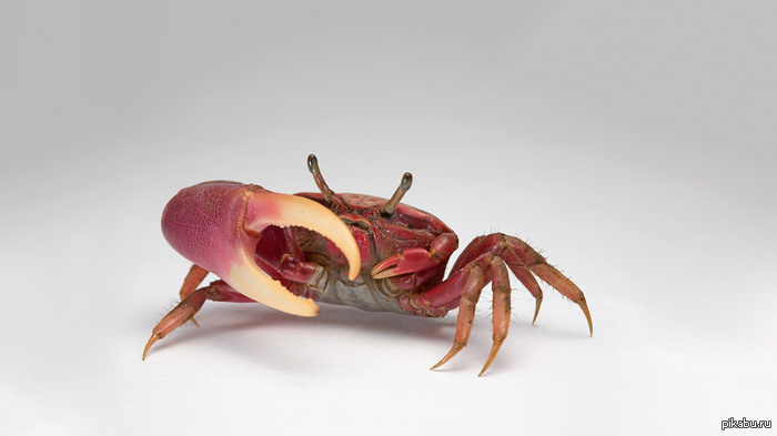 Cтримач по G-mod