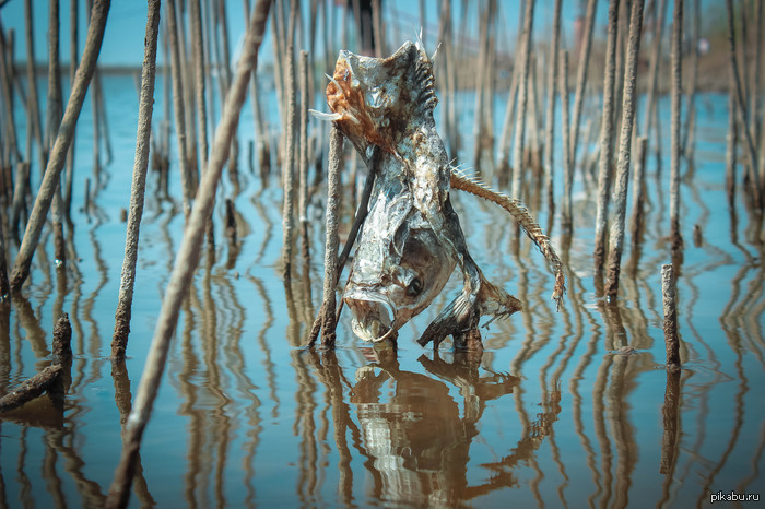 Заплыла не в то русло