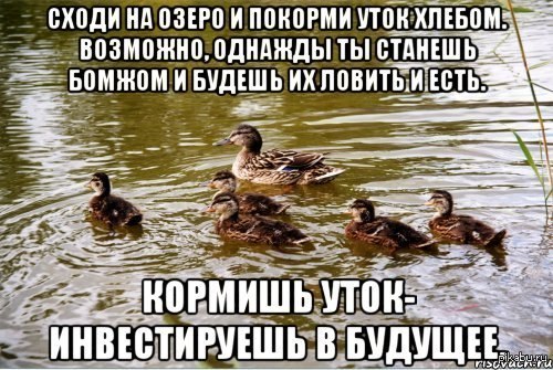 Утка мем. Утка мемы. Приколы про утку. Утка шутка. Уточка Мем.