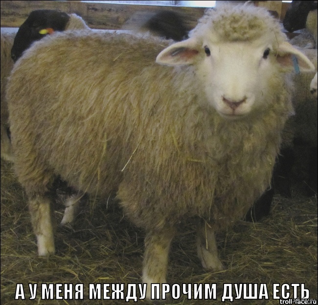 Породы Овец В России Фото