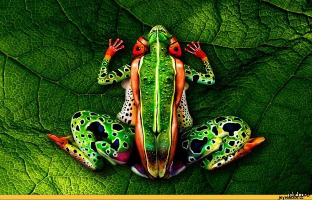 Лягушка и 5 женщин