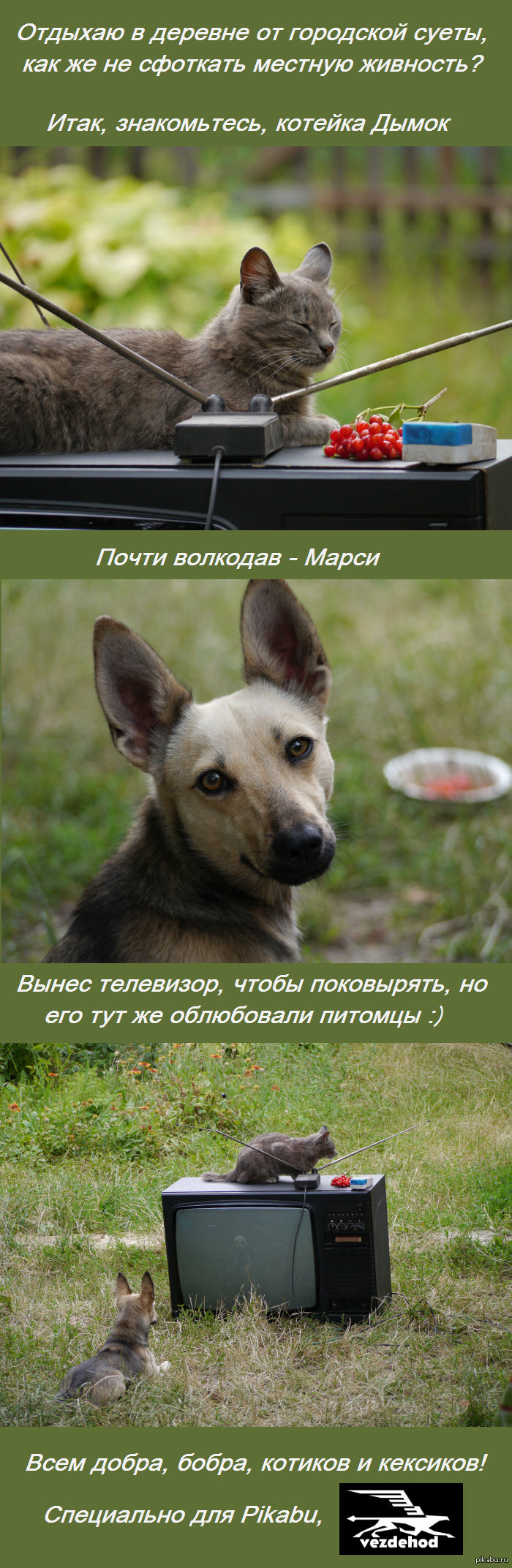 Говорят, на Пикабу любят котеек :)