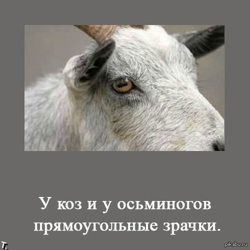Удивительно) | Пикабу