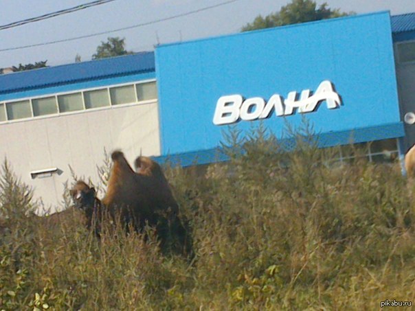    ))        ))  ))
