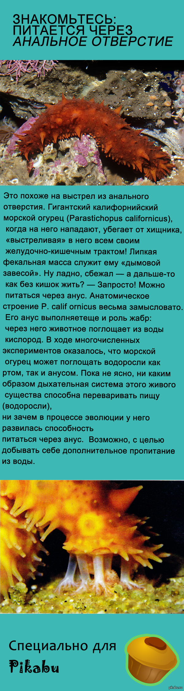 Голотурия описание 3 класс литературное