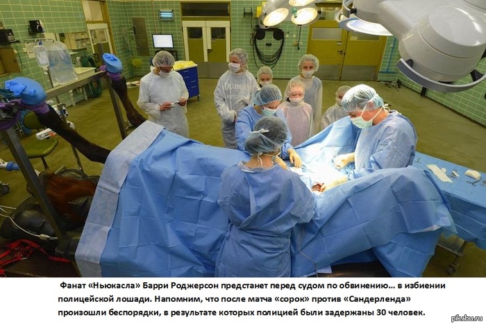 Фаната Ньюкасла будут судить за избиение лошади