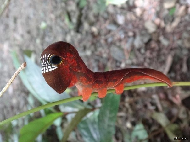  Phyllodes Imperialis 