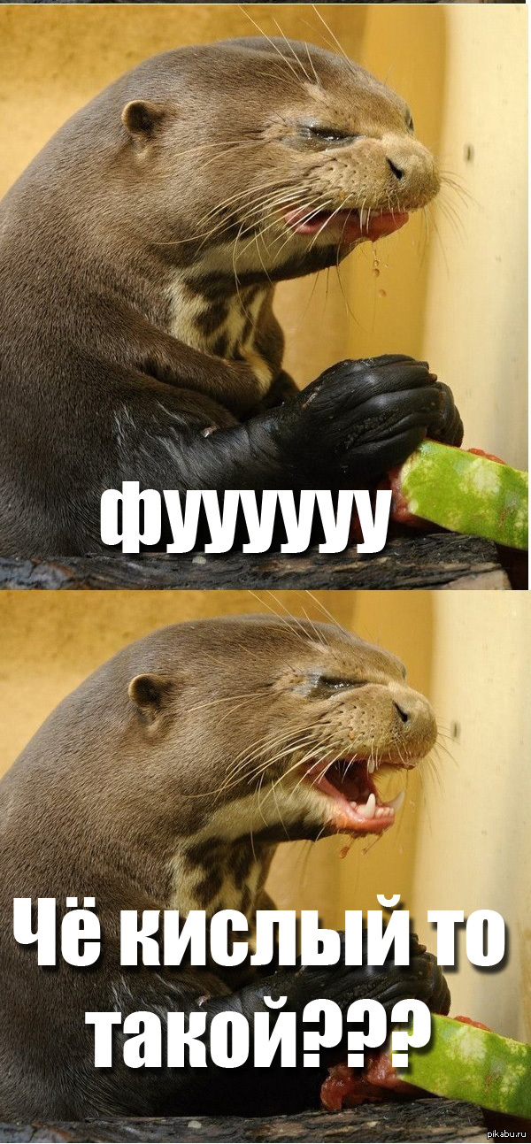 Любимый я не вкусная. Пожелания к обеду. Новогодние салаты приколы. Салат на новый год шуточный. Любимый я не вкусная.