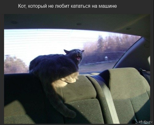 Белый кот для автомобиля