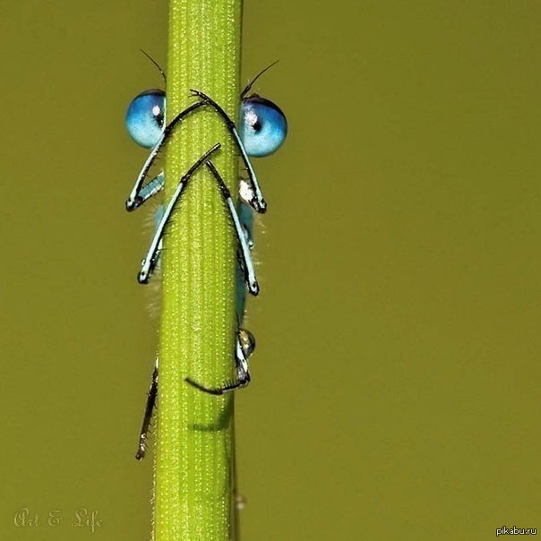 shy dragonfly - Nature, Dragonfly, Milota