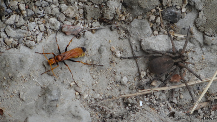 ������ � ����� ��� � ��