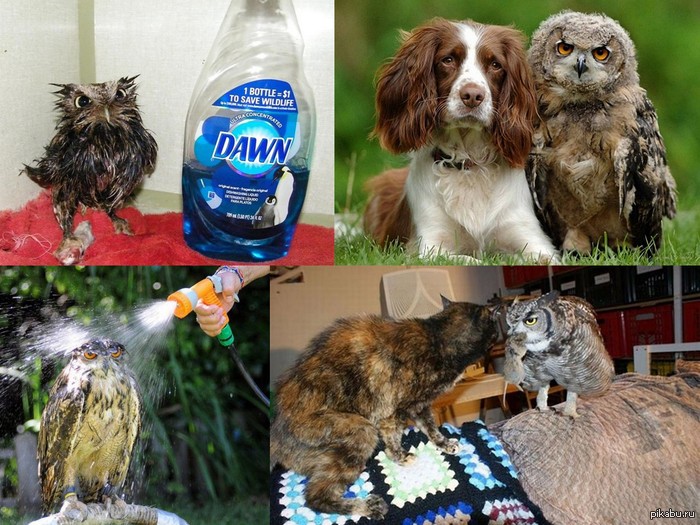 ��������� �������