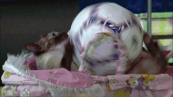 Кот и мяч | Пикабу