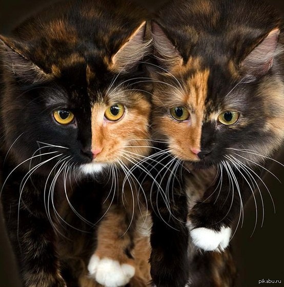 4 Кота Фото