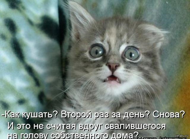 Ведь хорошо, когда кот обретает дом