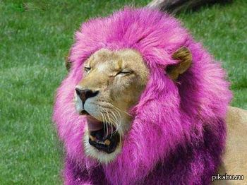 НУ БЛЯ ГО ГУЛЯТЬ УЖЕ