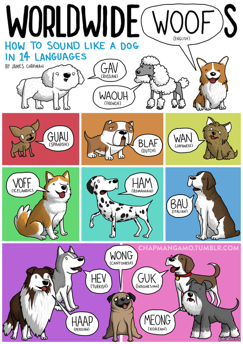 Как звучит лай собаки на 14 различных языках 