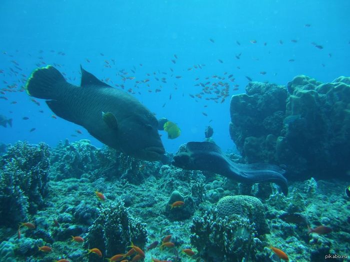 ��� �������� �� ��� �������